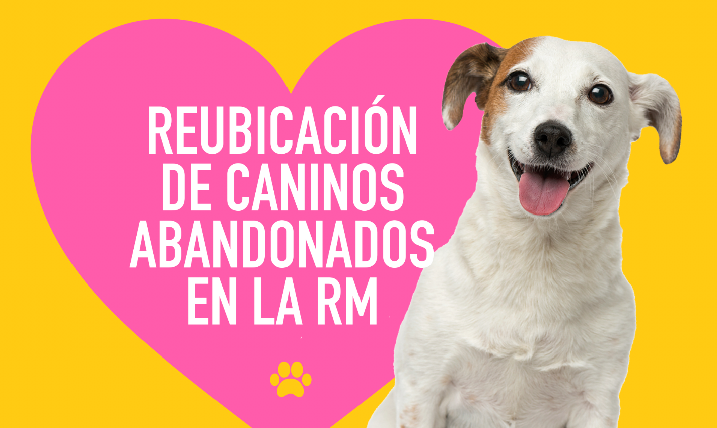 Fundaciones ‘Abandonados Parque O’Higgins’ y ‘Rams’ se adjudican concurso ‘Reubicación de Caninos Abandonados’