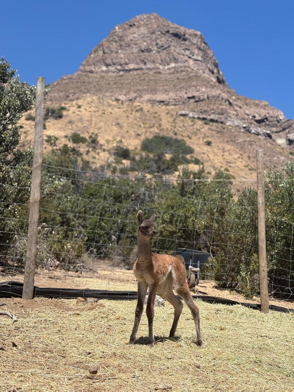 ¡Alerta de ternura! Nace primera cría de guanaco en proyecto que busca apoyar el repoblamiento de la especie en la RM 